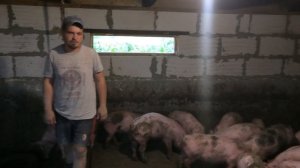 Рацион корма для свиней на горохе, 35-80 кг. Премикс Шенкон! Откорм свиней! Свиноводство!