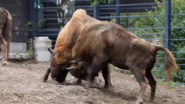 Mating Season | Wisent (European bison) смотреть онлайн