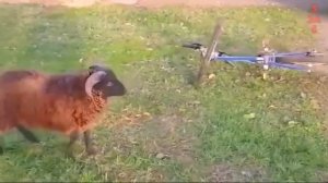 Приколы с козлами, баранами и овцами. Козы падают в обморок!