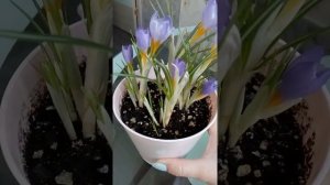 Крокусы в горшке ? Цветение и уход