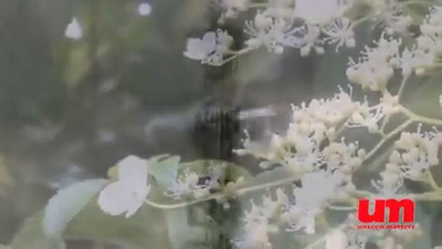 Вред мобильных телефонов!Електромагнитные поля! смотреть онлайн