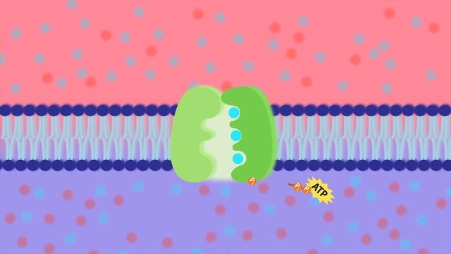 Transport Physiology: Na+/K+-ATPase (Sodium Potassium Pump) смотреть онлайн
