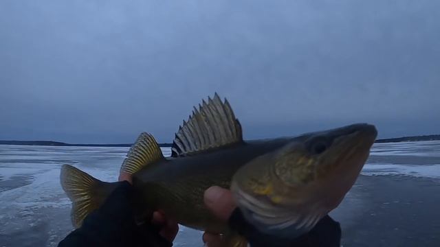 Ice Fishing BIG Walleyes at Last Light + Underwater Footage! смотреть онлайн