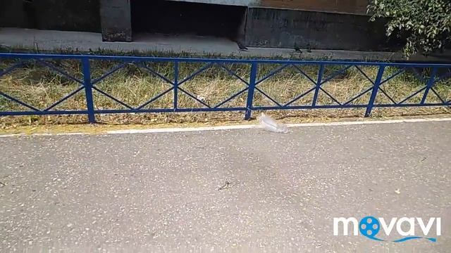Шооок )Летающие Пакеты) смотреть онлайн