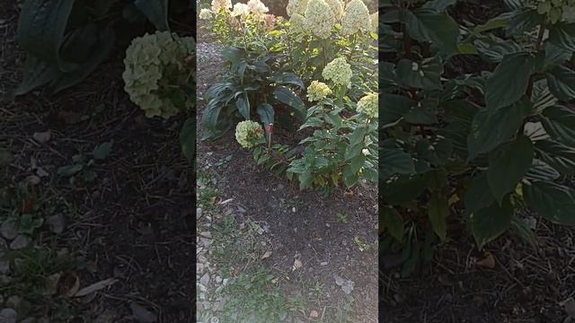 Цветение роз в октябре в тульском саду. смотреть онлайн