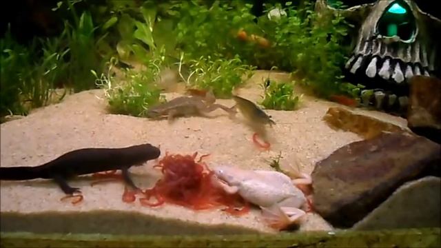 hymenochirus boettgeri & cynops orientalis смотреть онлайн