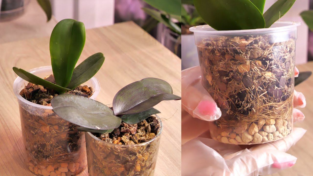 Орхидеи ДАЧНИЦЫ в РАБОТЕ. Миксовка ВКУСНОГО грунта и ПЕРЕСАДКА. смотреть онлайн