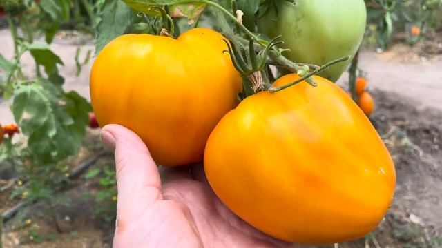 Золотые томаты в моей коллекции смотреть онлайн