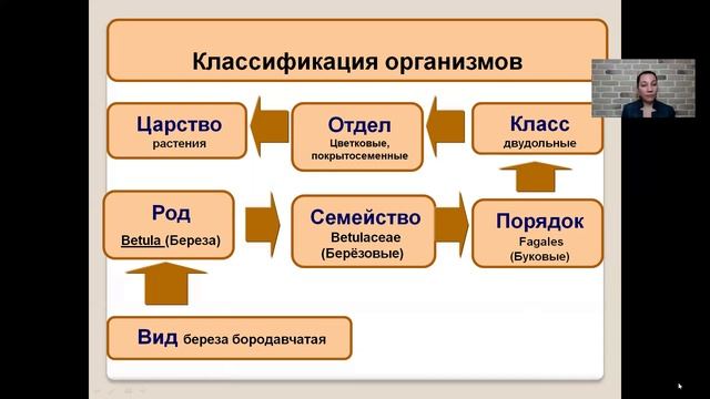 Классификация покрытосеменных растений 6 класс смотреть онлайн