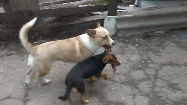 мои любимчики Локи, Рэй и Аська ИГРАЕМ ВО ДВОРЕ:-) смотреть онлайн