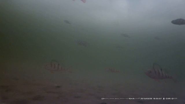 Подводная камера. CAM2 0080 смотреть онлайн