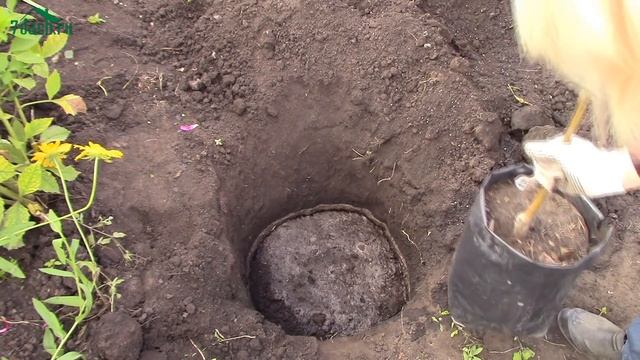 Посадка яблони и груши осенью - 7 дач смотреть онлайн