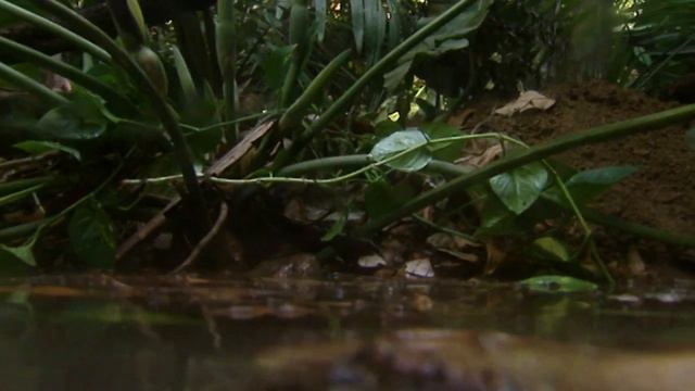 The End of the Amazonia (part 4/5) смотреть онлайн