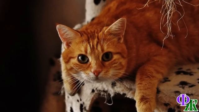 Михрютка 7. «У людей так все сложно. Хорошо, что я кот», - подумал Миха и лизнул спящую рядом Жрицу смотреть онлайн
