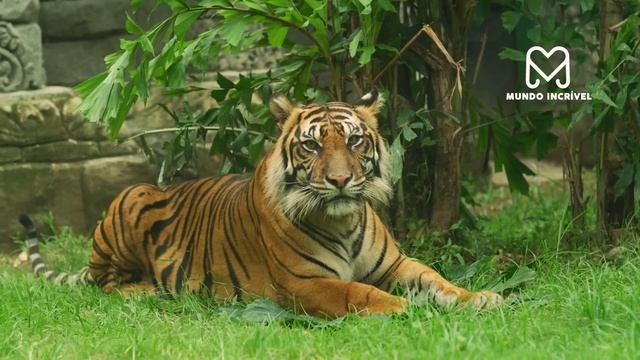 TIGRE FICOU COM MEDO DESSA COBRA смотреть онлайн