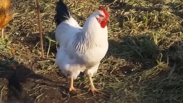 Петух породы Адлерская серебристая  Чёткое отличие по окрасу данной породы петуха