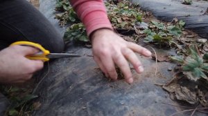 Весенняя обрезка клубники