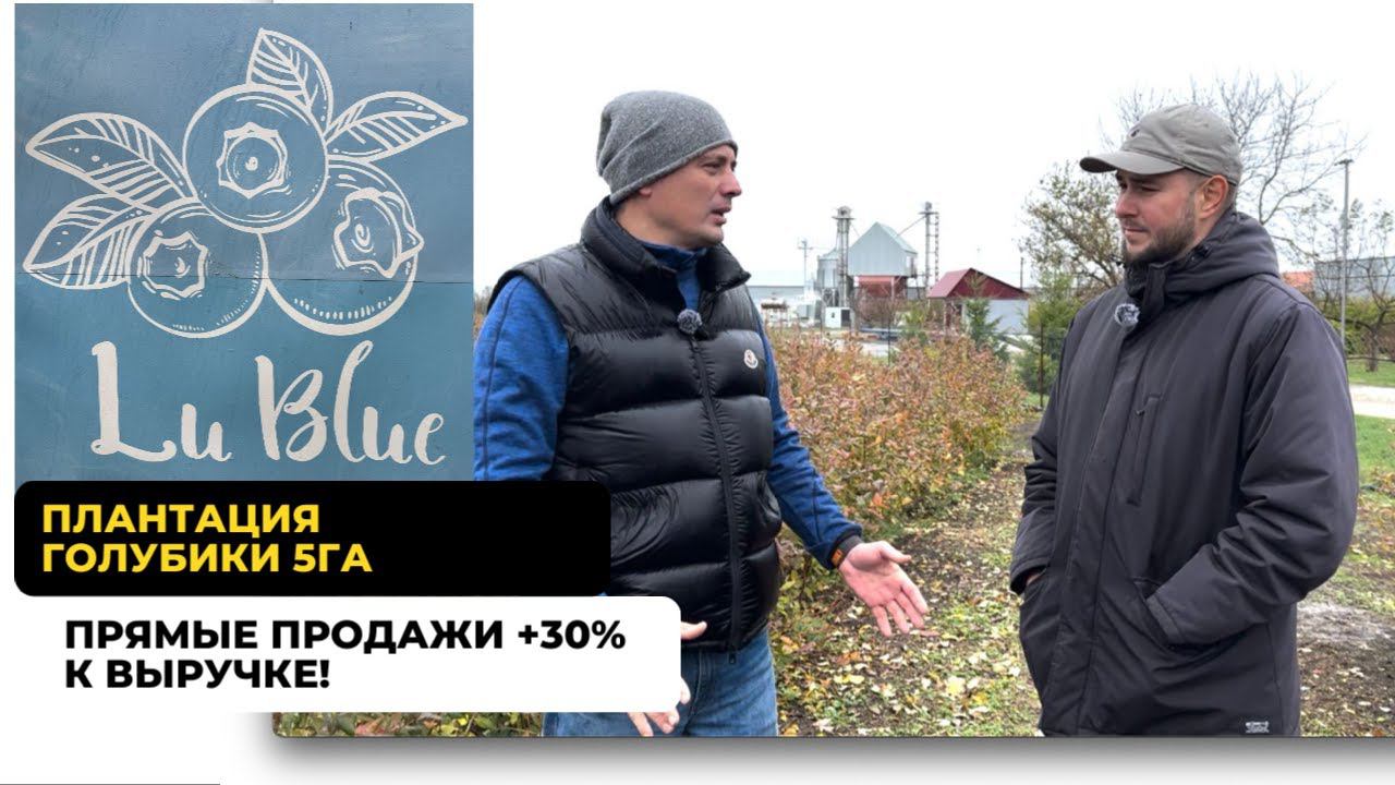 Плантация голубики Lu Blue в Краснодарском крае. Часть 1. смотреть онлайн