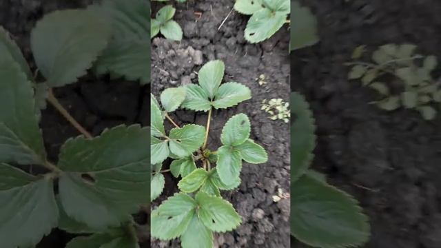 Альба посадка 1.08.2021??? смотреть онлайн