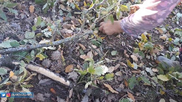 Meşe Palamudu Toplama İşi - Demirci / Manisa