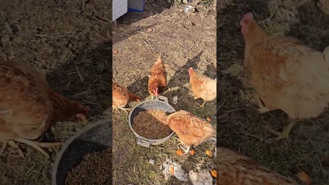 #германия#дача#курочки смотреть онлайн