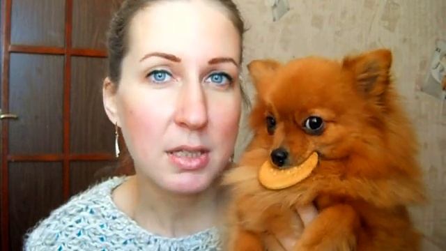 Шпиц бесплатно, или шпиц в добрые руки. Бывает ли такое? смотреть онлайн