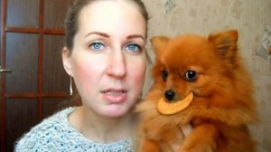 Шпиц бесплатно, или шпиц в добрые руки. Бывает ли такое?