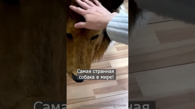 Самый странный пес на земле. В чем его секрет? Полное видео уже на канале! Подпишись! смотреть онлайн