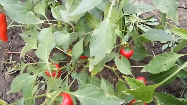 Red Fresno Chili. Сорт острого перца Красный Фресно чили смотреть онлайн