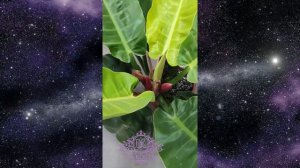 Филодендрон Мунлайт (Лунный Свет) (Philodendron Moonlight)