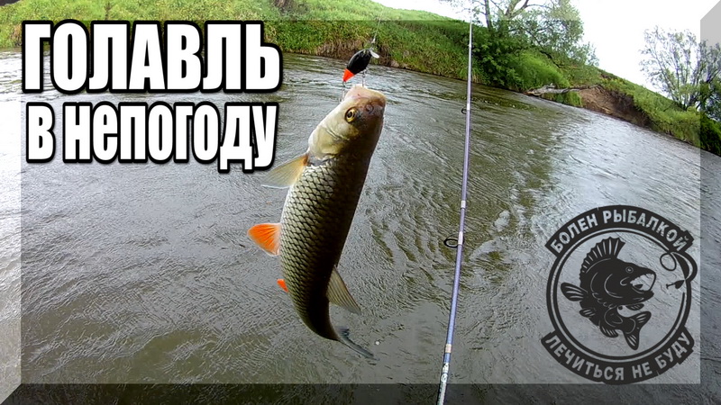 Этот Воблер ловит в любую Погоду. Голавль на Спиннинг в Дождь. Рыбалка в Мае. смотреть онлайн
