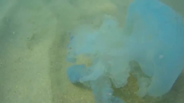 Благовещенская Бугхазская коса 2016