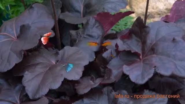 Гейхера гибридная Обсидиан (heuchera hybrid obsidian) ? обзор: как сажать, саженцы гейхеры Обсидиан смотреть онлайн