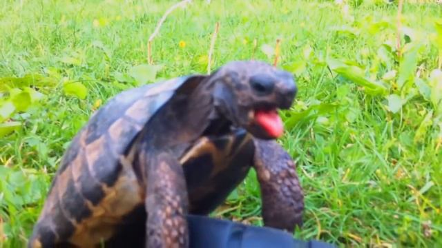 Totoche, shoe addict turtle ! смотреть онлайн