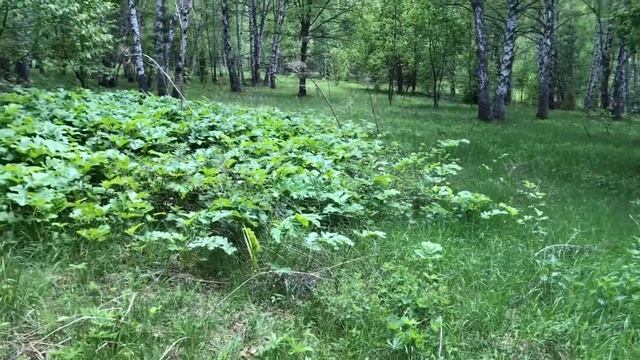 Борщевик - что делать?