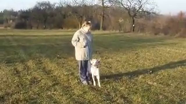 Catahoula Leopardí Pes Poslušnost Pro Začatečniky