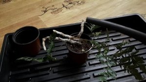 Папоротник Даваллия. Размножение папоротника.