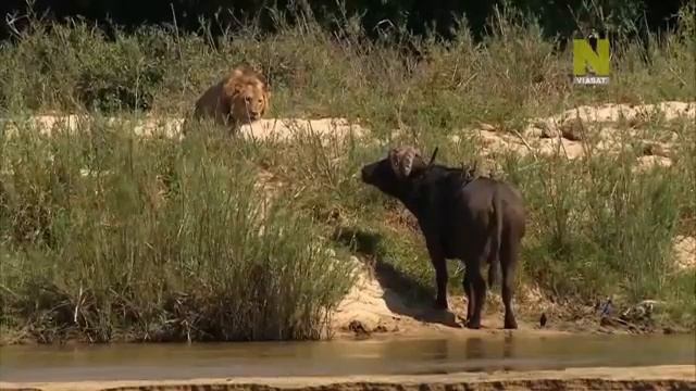 Дикая Природа Африки смотреть онлайн