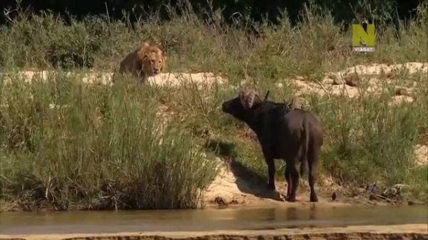 Дикая Природа Африки