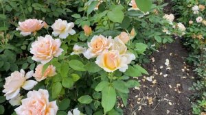 Цветение розы Джаст Джоуи