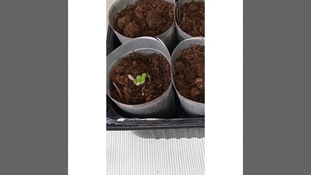 Пикировка петуньи вырощенной из семян