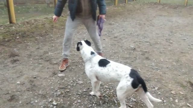 Метис Питбуля со стаффом | помесь Стаффорда смотреть онлайн