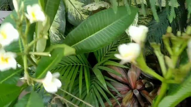 How to grow and care Champa plant (Plumeria) | Care, Propagation, Disease, etc. смотреть онлайн