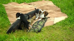 Щенята с ружьями