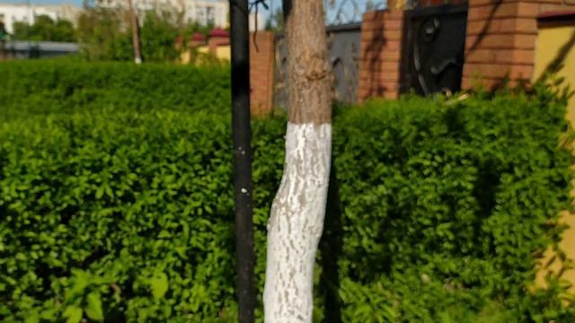 Павловнія в м. Луцьк. Дерево Павловнія 3 роки в Україні. Цвітіння дерева на відео. смотреть онлайн