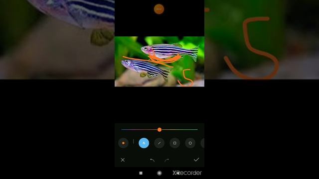 Данио реро самець и самка смотреть онлайн