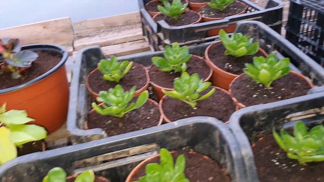 Лечебные травы в этом году я не сею, поэтому рассказываю про опыт прошлых лет. смотреть онлайн