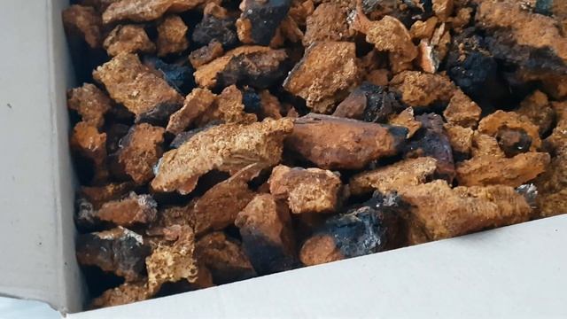 Зима, сбор грибов. Чага. смотреть онлайн