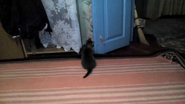 Домашние питомцы игры котят смотреть онлайн