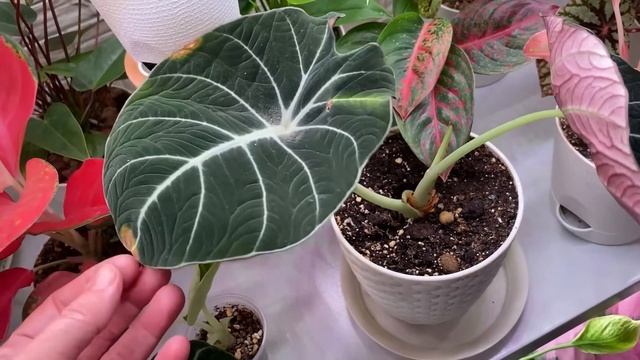 Будни цветовода | Обзор Алоказий | Новинка Алоказия Ниндзя | 3-4.08.2022г. смотреть онлайн